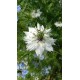 Nigella damascena 'Miss Jekyll' - Nigelle de Damas  (Graines / Seeds)