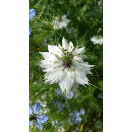 Nigella damascena 'Miss Jekyll' - Nigelle de Damas  (Graines / Seeds)