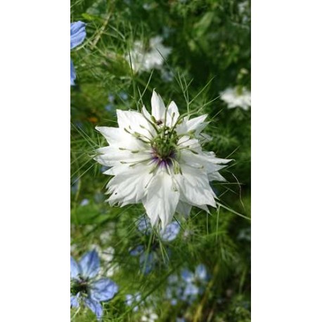 Nigella damascena 'Miss Jekyll' - Nigelle de Damas  (Graines / Seeds)