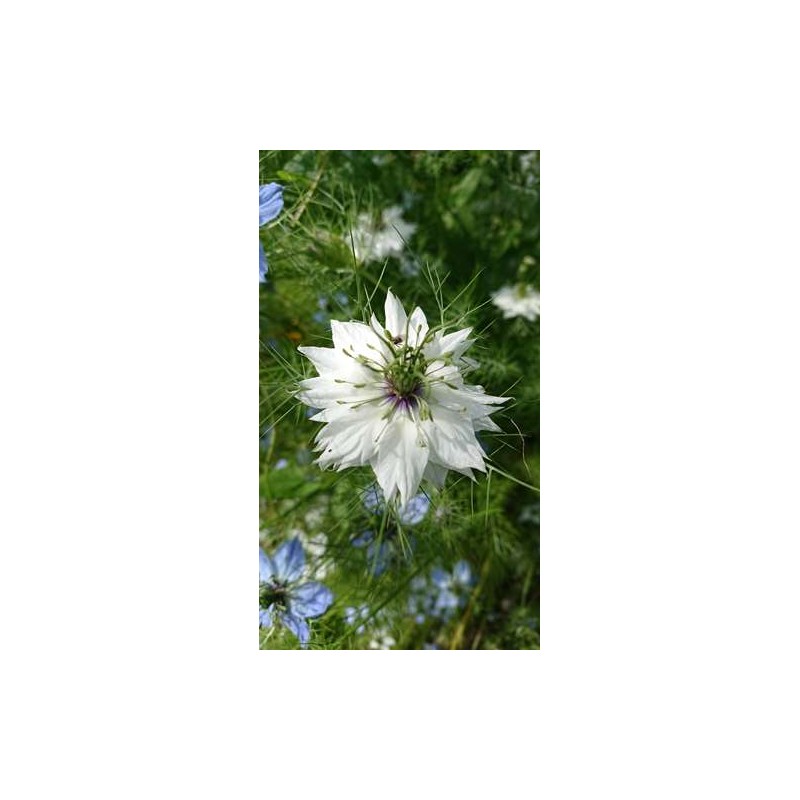 Nigelle de Damas variés 800 graines