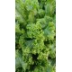 Brassica juncea 'Southern Giant Curled' - Moutarde chinoise frisée (Graines / Seeds)