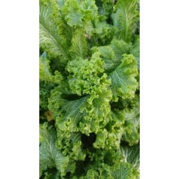 Brassica juncea 'Southern Giant Curled' - Moutarde chinoise frisée (Graines / Seeds)