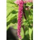 Amaranthus caudatus - Queue de renard, Amarante (Graines / seeds)