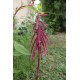 Amaranthus caudatus - Queue de renard, Amarante (Graines / seeds)