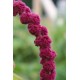 Amaranthus caudatus - Queue de renard, Amarante (Graines / seeds)