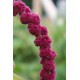 Amaranthus caudatus - Queue de renard, Amarante (Graines / seeds)