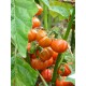 Solanum uporo - Tomate des cannibales BIO (Graines / seeds)