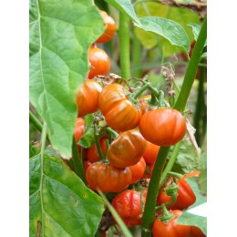 Solanum uporo - Tomate des cannibales BIO (Graines / seeds)