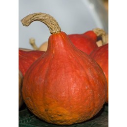 Cucurbita maxima 'Uchiki Kuri' - Potimarron (Graines / seeds)