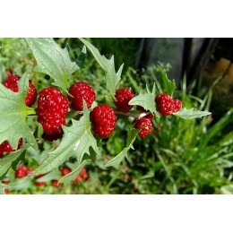 Chenopodium capitatum - Epinard Fraise  (graines / seeds)