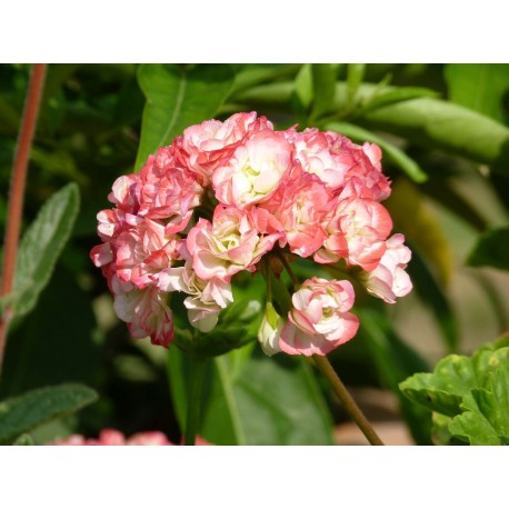 Pelargonium X 'Apple Blossom' - Géranium boutons de fleurs de pommier