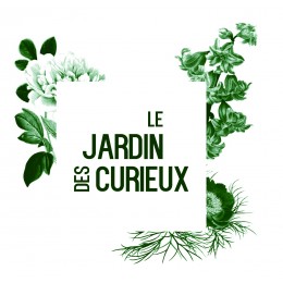 Berlandiera lyrata - Fleurs au parfum de chocolat blanc (Graines / seeds) BIO