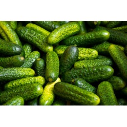 Cucumis sativus 'Vert Fin de Paris' - Cornichon (Graines / seeds)