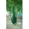 Lagenaria siceraria 'Marenka' - Gourde / Calebasse BIO (graines / seeds)
