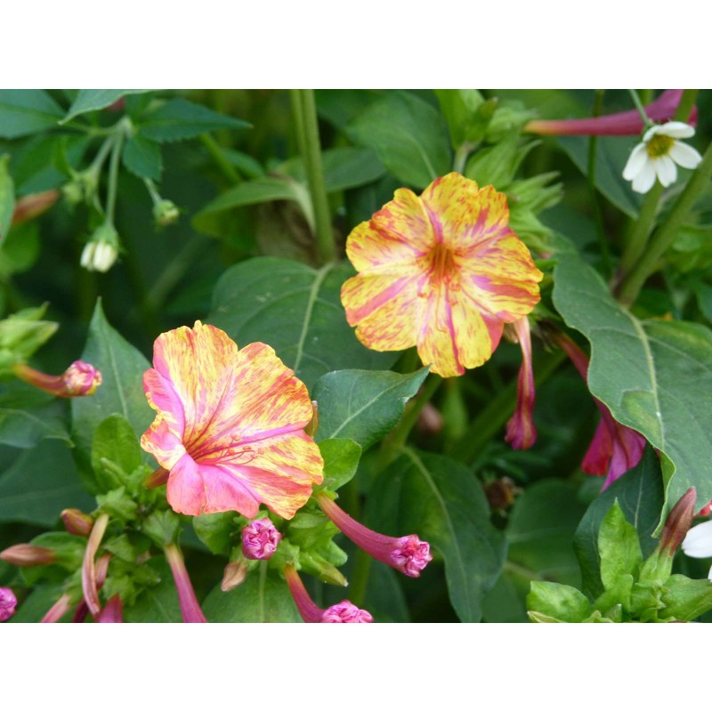 Mirabilis jalapa 'Broken Color' - Belle de nuit à fleurs bigarrées,  panachées (graines / seeds) BIO