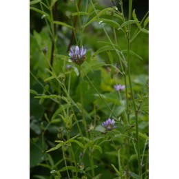 Bituminaria bituminosa -  Herbe au bitume, Psoralée, Faux trèfle (Graines / seeds)