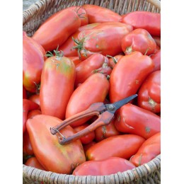 Tomate ancienne 'saint jean d'angely' - (Graines / Seeds)