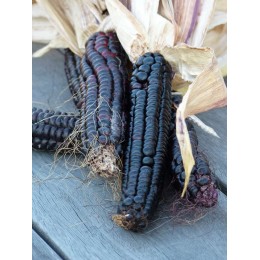 Zea mays 'Morado' - Maïs noire du Pérou  (graines / seeds)