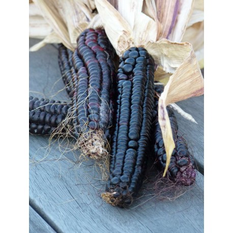 Zea mays 'Morado' - Maïs noire du Pérou  (graines / seeds)