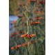 Leonotis nepetifolia - Queue de lion, Klip Dagga (graines / seeds)