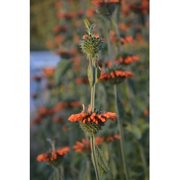 Leonotis nepetifolia - Queue de lion, Klip Dagga (graines / seeds)