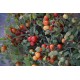 Tomate ancienne 'Bajaja' - (Graines / Seeds)