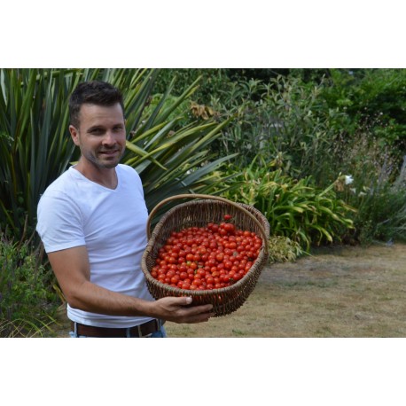 Tomate ancienne 'Bajaja' - (Graines / Seeds)