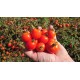 Tomate ancienne 'Bajaja' - (Graines / Seeds)