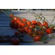 Tomate cerise ancienne 'Sweetheart Cherry' - (Graines / Seeds)