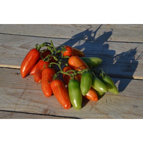 Tomate "ancienne" 'Sweet Casady' - (Graines / Seeds)