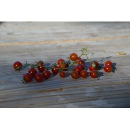 Tomate ancienne 'Spoon' - tomate groseille  (Graines / Seeds)