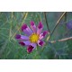 Cosmos bipinnatus 'Seashells' - Cosmos tube (graines / seeds) BIO