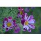 Cosmos bipinnatus 'Seashells' - Cosmos tube (graines / seeds) BIO