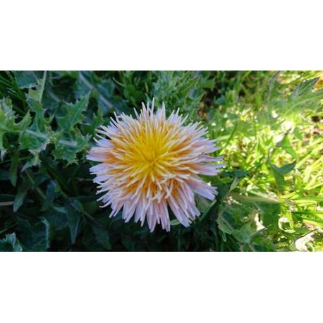 Taraxacum pseudoroseum - Pissenlit à fleurs roses (Graines / seeds) BIO