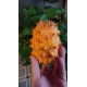 Cucumis metuliferus - Kiwano ou Concombre cornu d'Afrique (graines / seeds)