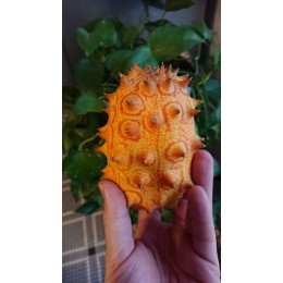 Cucumis metuliferus - Kiwano ou Concombre cornu d'Afrique, Metulon BIO (graines / seeds)