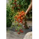 Tomate cerise ancienne 'Sweetheart Cherry' - (Graines / Seeds)