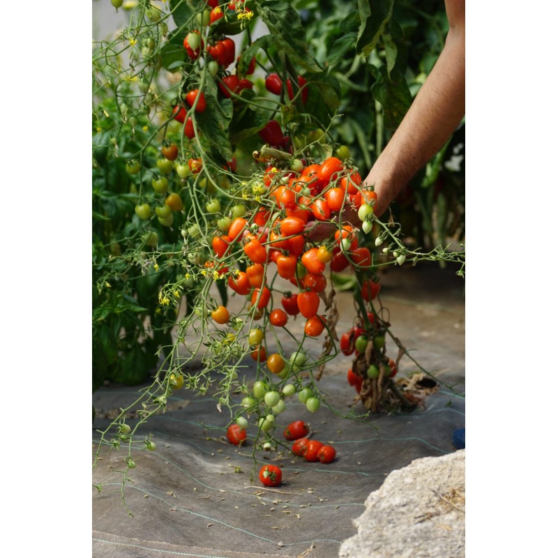 Tomate cerise ancienne 'Sweetheart Cherry' - (Graines / Seeds)