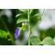 Clitoria ternatea