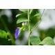 Clitoria ternatea