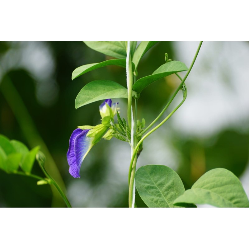 Pois bleu (Clitoria ternatea), fleur clitoris : plantation, entretien