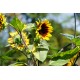 Helianthus annuus 'Panach' - Tournesol à feuilles panachées (Graines / Seeds)