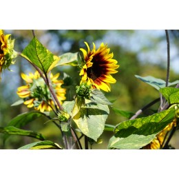 Helianthus annuus 'Panach' - Tournesol à feuilles panachées (Graines / Seeds)