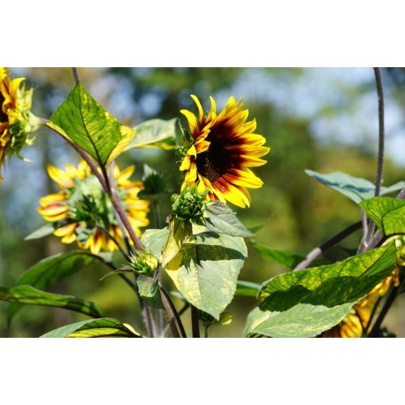 Helianthus annuus 'Panach' - Tournesol à feuilles panachées (Graines / Seeds)