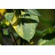 Helianthus annuus 'Panach' - Tournesol à feuilles panachées (Graines / Seeds)