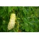 Momordica charantia 'Jyunpaku' - Momordique, Margose blanche (graines / seeds)