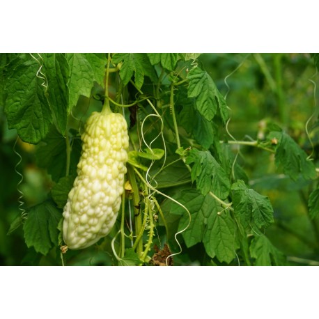 Momordica charantia 'Jyunpaku' - Momordique, Margose blanche (graines / seeds)