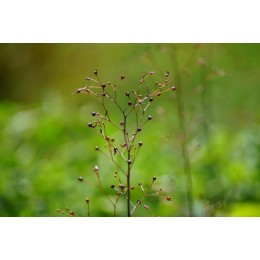 Talinum paniculatum - Joyaux d'Ophar (Graines/Seeds)