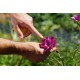 Cosmos bipinnatus 'Seashells' - Cosmos tube (graines / seeds) BIO