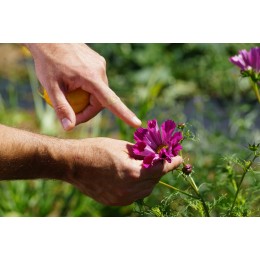 Cosmos bipinnatus 'Seashells' - Cosmos tube (graines / seeds) BIO